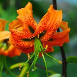 Henry's Lily, Lilium Henryi, Tiger Lily, Summer flowering Bulb, orange flowers, part shade lilies, part shade flowering bulbs